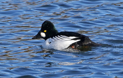 Common Goldeneye 2019-02-17