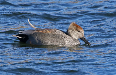 Gadwall 2019-02-17