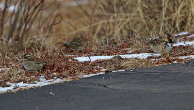 White-throated Sparrow and 2 Harris's Sparrows 2019-02-17