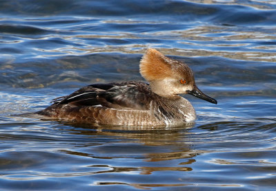 Hooded Merganser 2019-02-17