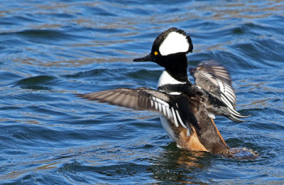 Hooded Merganser 2019-02-17