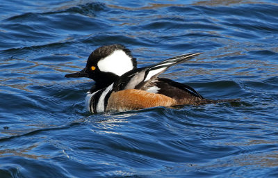Hooded Merganser 2019-02-17