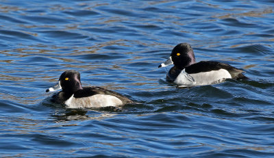 Ring-necked Duck 2019-02-17