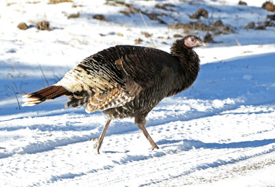 Wild Turkey 2019-02-17
