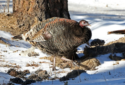 Wild Turkey 2019-02-17