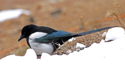 Black-billed Magpie 2019-02-19