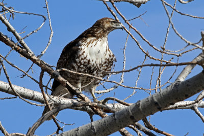 Red-tailed Hawk 2019-02-21