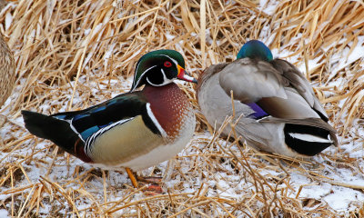 Wood Duck 2019-02-22