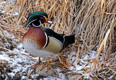 Wood Duck 2019-02-22