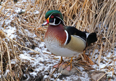 Wood Duck 2019-02-22