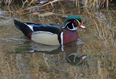 Wood Duck 2019-02-22