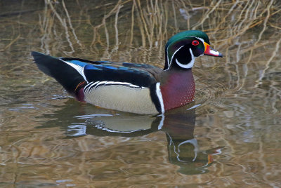 Wood Duck 2019-02-22