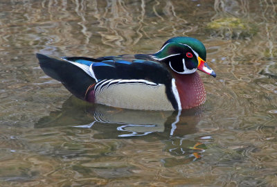 Wood Duck 2019-02-22