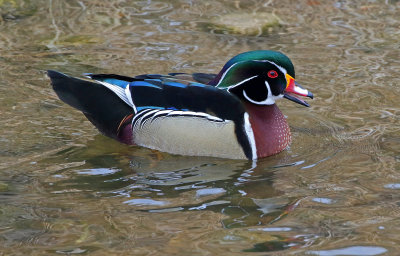 Wood Duck 2019-02-22