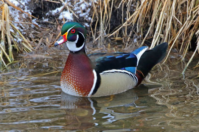 Wood Duck 2019-02-22