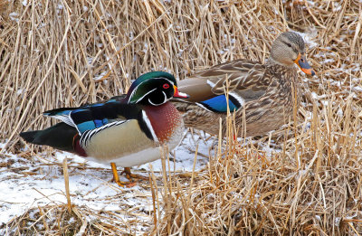 Wood Duck 2019-02-22