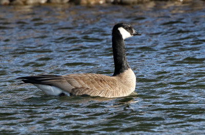 Cackling Goose 2019-02-23
