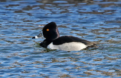 Ring-necked Duck 2019-02-23