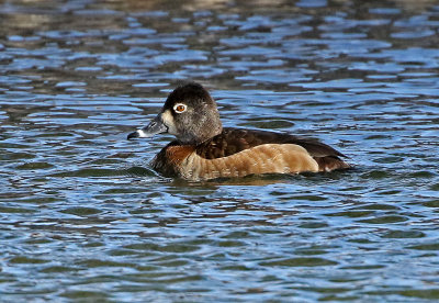 Ring-necked Duck 2019-02-23