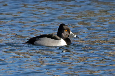 Ring-necked Duck 2019-02-23