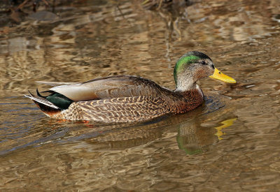 Mallard x Mexican Duck Hybrid 2019-02-28