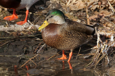 Mallard x Mexican Duck Hybrid 2019-02-28