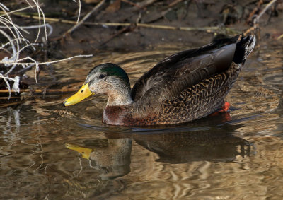 Mallard x Mexican Duck Hybrid 2019-02-28