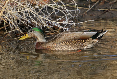 Mallard x Mexican Duck Hybrid 2019-02-28