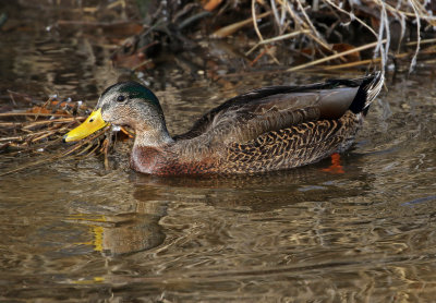 Mallard x Mexican Duck Hybrid 2019-02-28