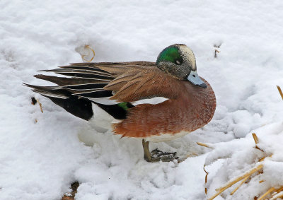 American Wigeon 2019-03-02
