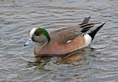 American Wigeon 2019-03-02