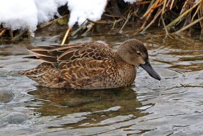 Cinnamon Teal 2019-03-02