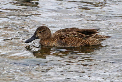 Cinnamon Teal 2019-03-02