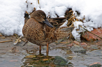 Cinnamon Teal 2019-03-02