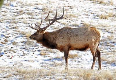 Elk 2019-02-17