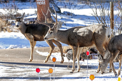 Mule Deer 2019-02-17