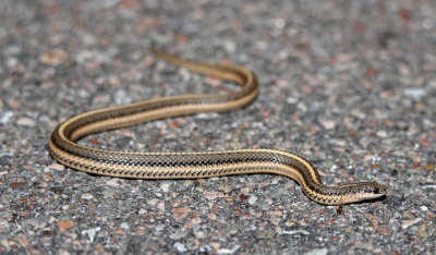 Lined Snake 2016-06-11