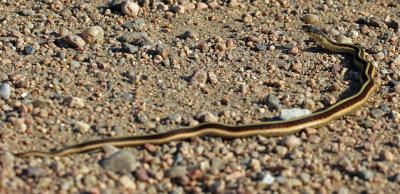 Red-sided Gartersnake 2016-06-12