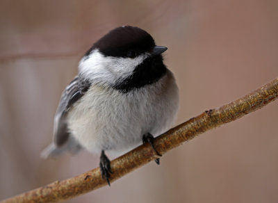 Black-capped Chickadee 2019-03-10