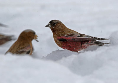 Brown-capped Rosy-Finch 2019-03-10
