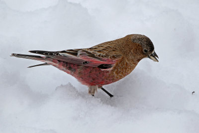 Brown-capped Rosy-Finch 2019-03-10