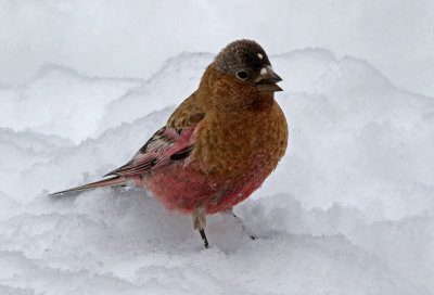 Brown-capped Rosy-Finch 2019-03-10