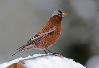 Gray-crowned Rosy-Finch 2019-03-10