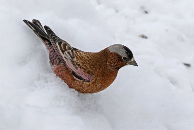 Gray-crowned Rosy-Finch 2019-03-10