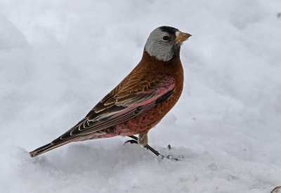Gray-crowned Rosy-Finch 2019-03-10
