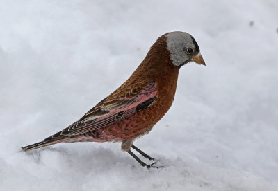 Gray-crowned Rosy-Finch 2019-03-10