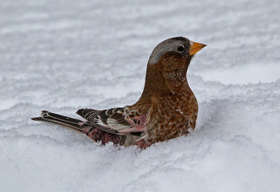 Gray-crowned Rosy-Finch 2019-03-10