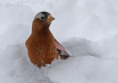 Gray-crowned Rosy-Finch 2019-03-10