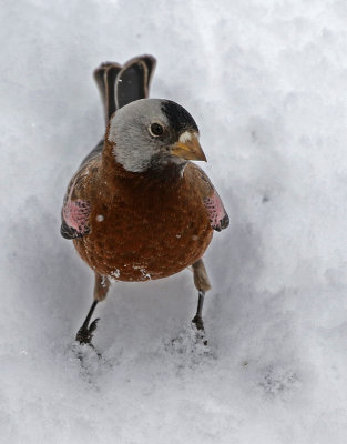 Gray-crowned Rosy-Finch 2019-03-10