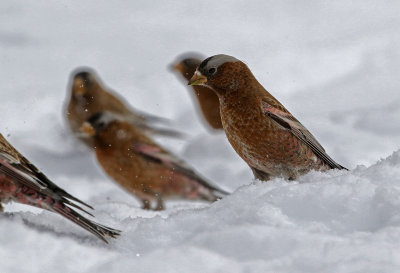 Gray-crowned Rosy-Finch 2019-03-10